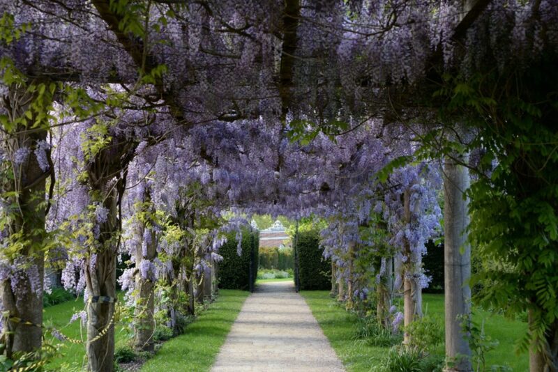 blauwe regen in bloei pergola