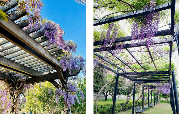 Blauw regen pergola