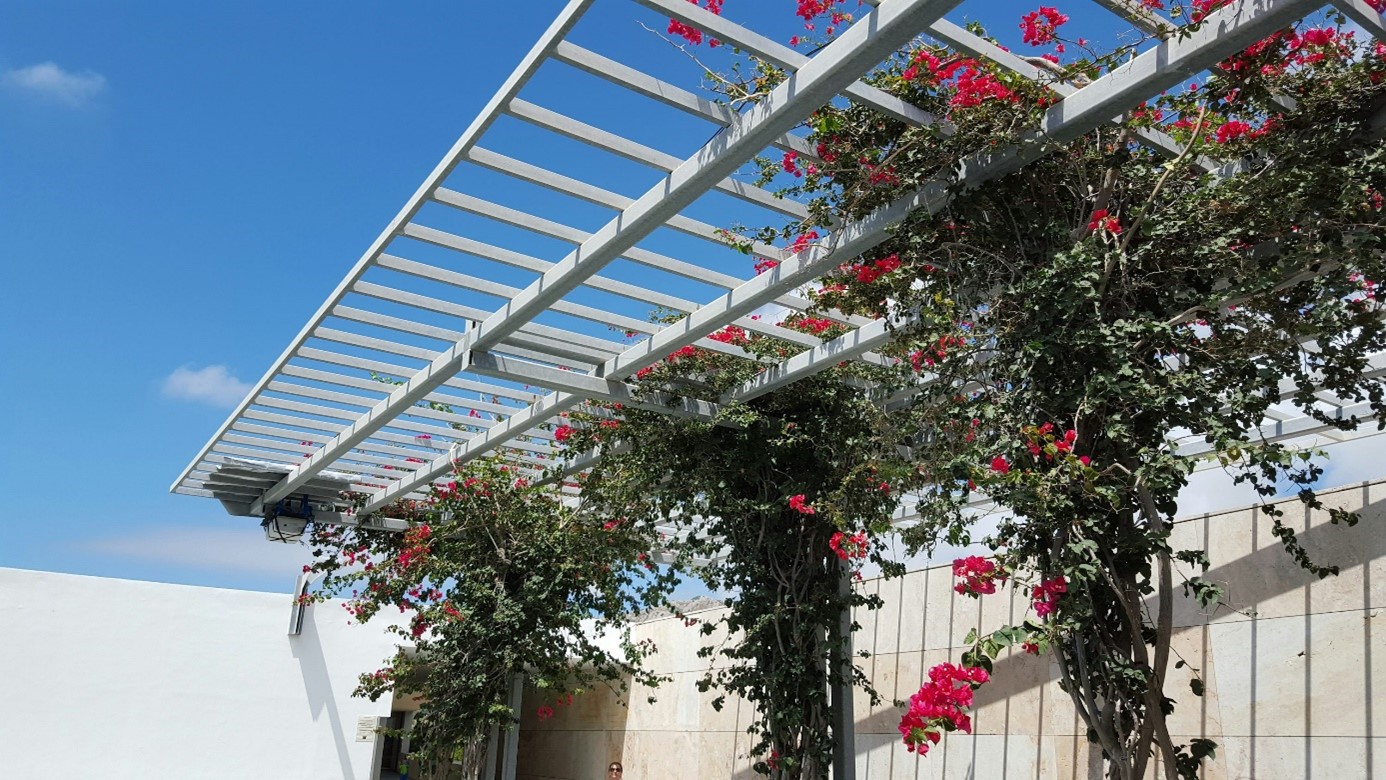 pergola klimroos