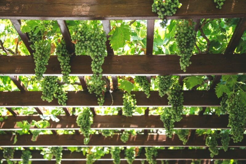 Witte druiven pergola