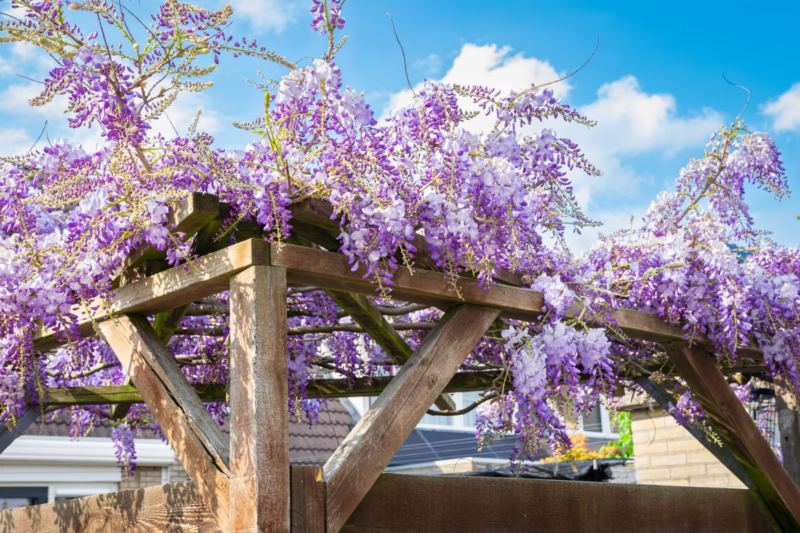 Blauwe regen pergola