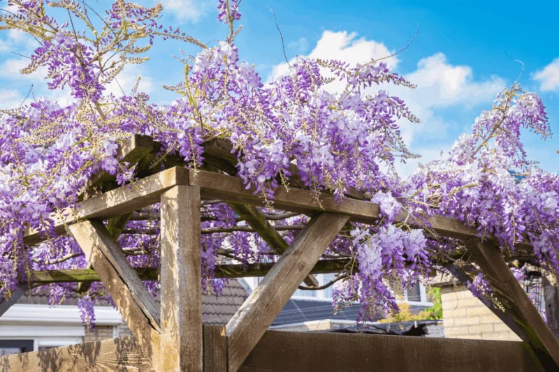 Blauwe regen pergola