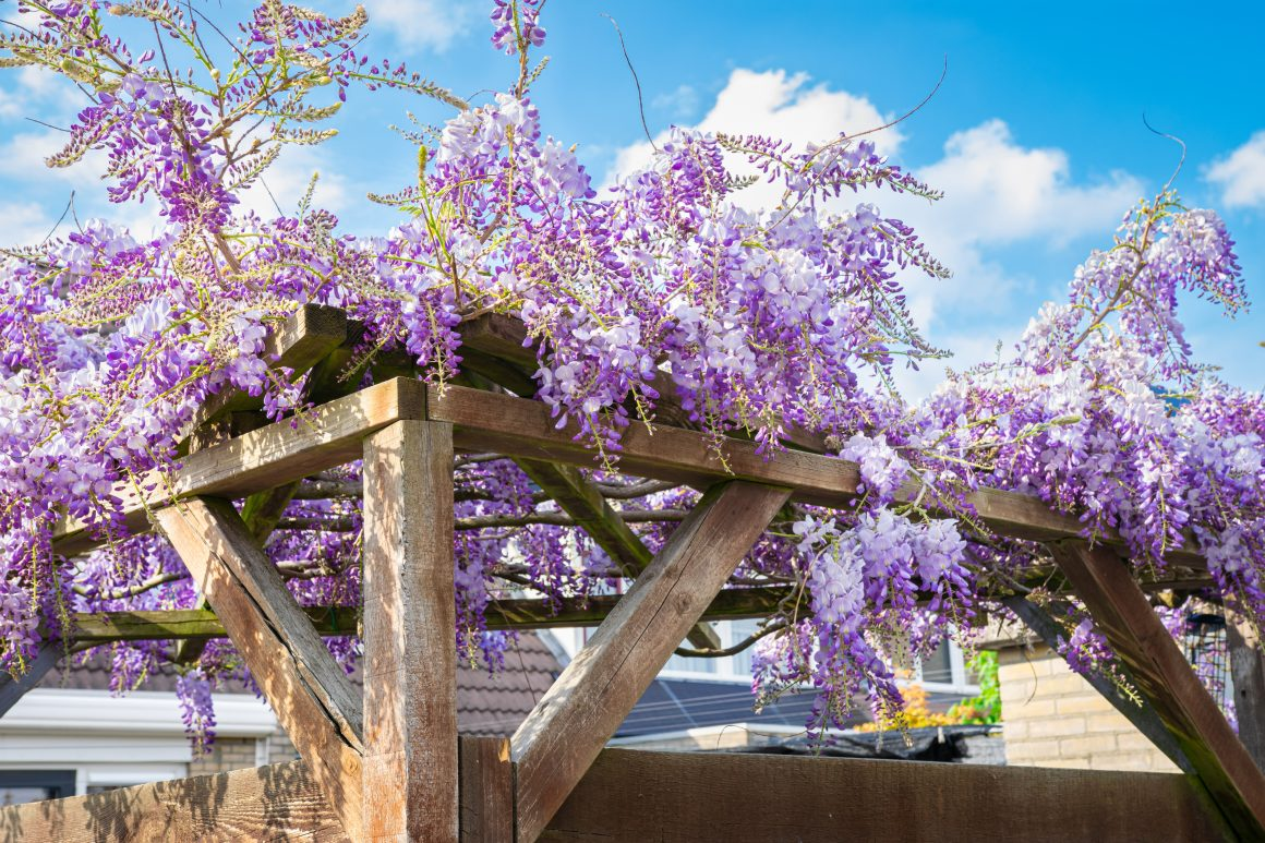 Blauwe regen pergola